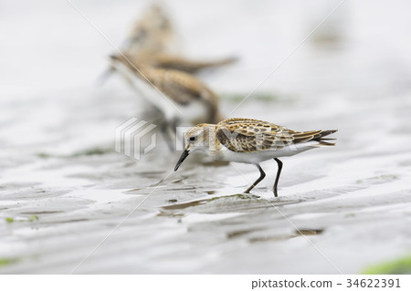 Europe Tonen 34622391