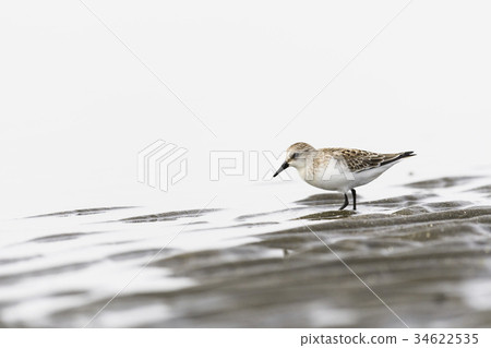 Tonen（本年度） 34622535