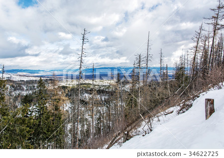 Spruce forest after natural disaster, High Tatras Spruce forest after natural disaster, High Tatras 34622725