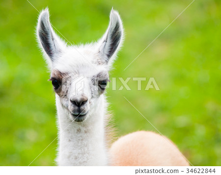 Baby llama portrait. Cute south american mammal 34622844