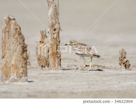 The stone curlew In the natural habitat. The stone curlew In the natural habitat. 34622904