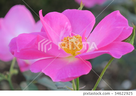 玫瑰 玫瑰 34622925