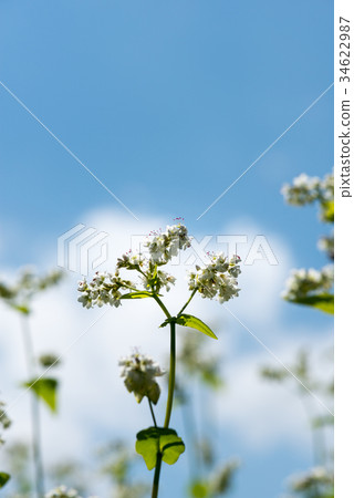 蕎麥花 34622987