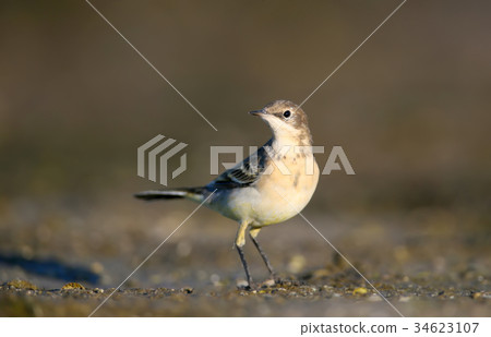 Curiose young yellow vagtail 34623107