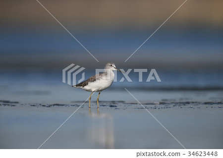 Greenshank watching photographer. Greenshank watching photographer. 34623448