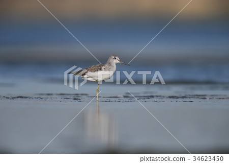 Classical portrait of greenshank  34623450