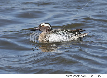 The garganey (Spatula querquedula) on the water.  34623516