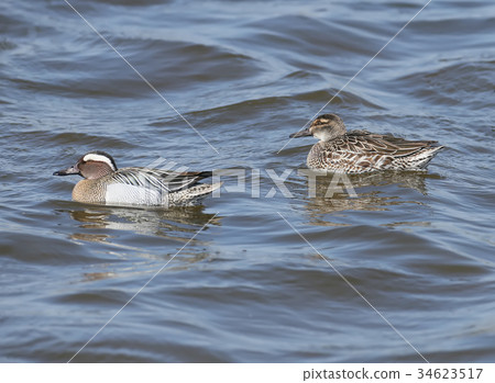 The garganey (Spatula querquedula) on the water.  34623517