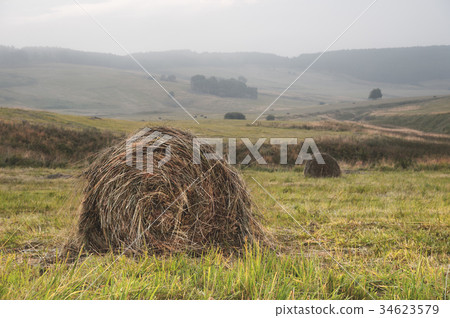 Hay in the stacks on the field. Caucasian 34623579