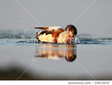Young shelduck swimming on the water with Young shelduck swimming on the water with 34623650