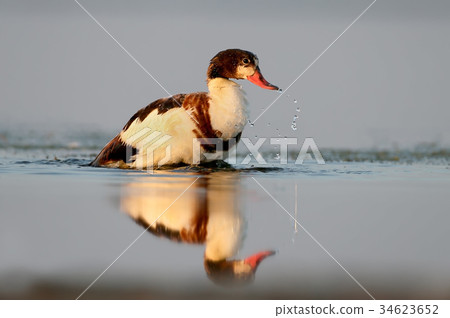 Young shelduck swimming on the water with 34623652