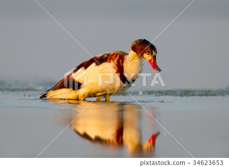Young shelduck swimming on the water with Young shelduck swimming on the water with 34623653