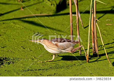 Female little bittern walking on the water Female little bittern walking on the water 34623654