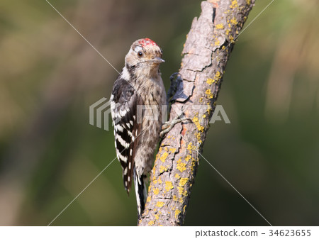 Lesser spotted woodpecker male Lesser spotted woodpecker male 34623655