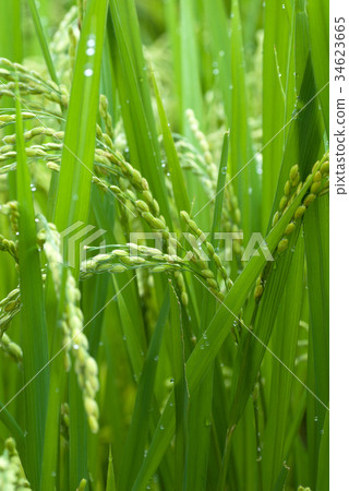 Blue rice 34623665