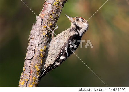 Lesser spotted woodpecker male Lesser spotted woodpecker male 34623691