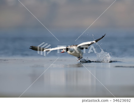 Young shelduck swimming on the water Young shelduck swimming on the water 34623692