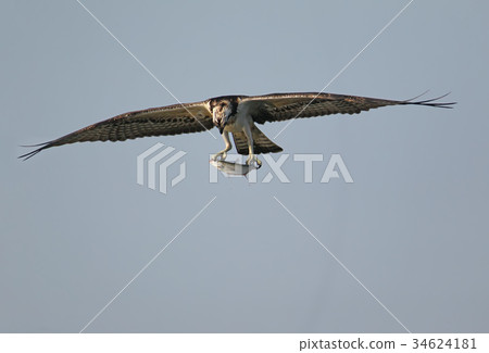 The Osprey has caught a mullet  34624181