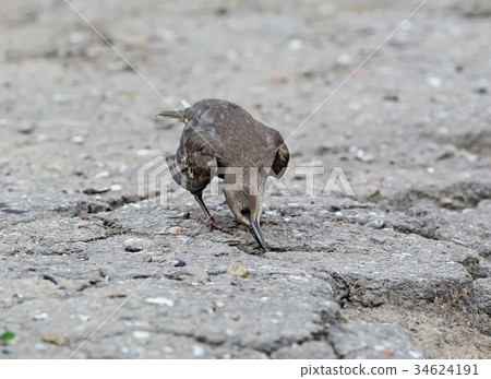 Young common starling on the ground Young common starling on the ground 34624191