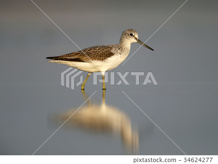 The common greenshank (Tringa nebularia) The common greenshank (Tringa nebularia) 34624277