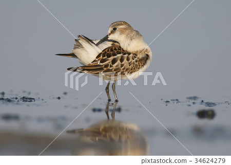 The broad-billed sandpiper The broad-billed sandpiper 34624279