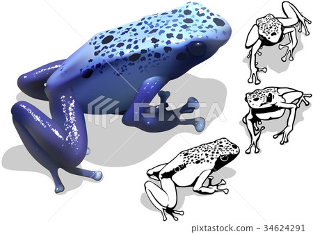 Blue Poison Dart Frog Blue Poison Dart Frog 34624291