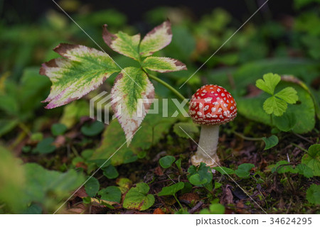 Red mushrooms 34624295