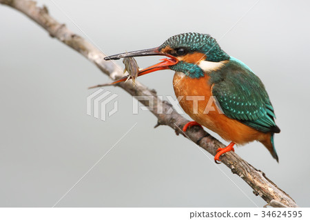 Kingfisher with fish closeup portrait 34624595