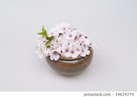 櫻桃樹,春天 櫻桃樹,春天 34624779