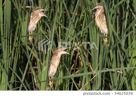 Three chicks of little bittern together Three chicks of little bittern together 34625039