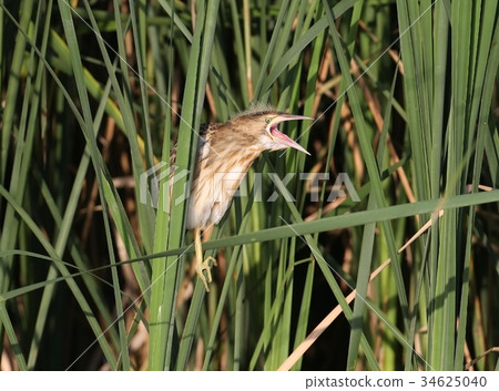 Young little bittern sits on the reed Young little bittern sits on the reed 34625040