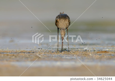 black-tailed godwit feeding black-tailed godwit feeding 34625044