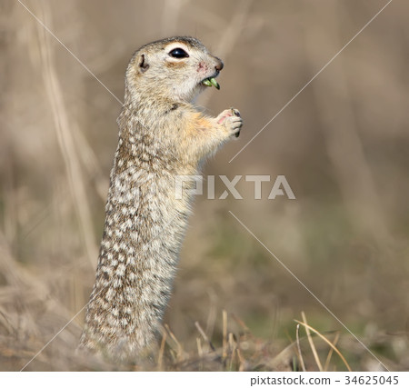 Specklrd ground squirrel funny portrait 34625045