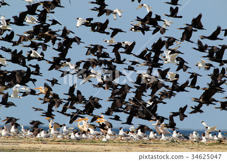 Mix big flock of different waterbirds take off Mix big flock of different waterbirds take off 34625047