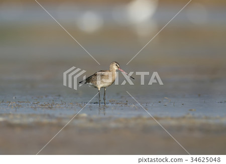 black-tailed godwit feeding on the wetland black-tailed godwit feeding on the wetland 34625048