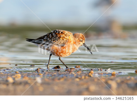 Curlew sandpiper in soft morning light Curlew sandpiper in soft morning light 34625165