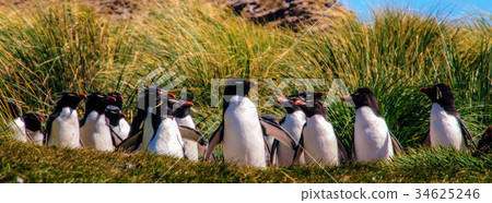 Rockhopper Penguins on the Falklands Rockhopper Penguins on the Falklands 34625246