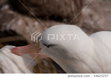 Black-Browed Albatross on Westpoint Island 34625257