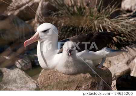 Black-Browed Albatross and her Chick 34625260
