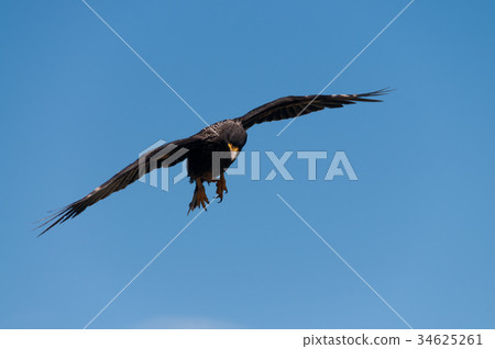 Striated Caracara on the Falkland Islands 34625261