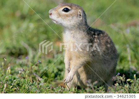 Close up portrait of ground squirrel  34625305