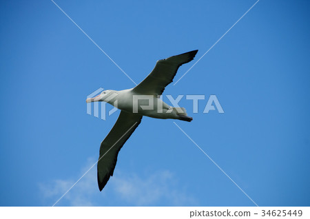 Wandering Albatross in Flight 34625449