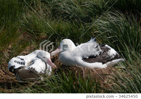 Wandering Albatross Couple 34625450