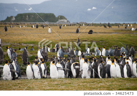 King Penguins on Salisbury plains 34625473