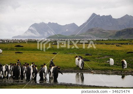 King Penguins on Salisbury plains 34625474