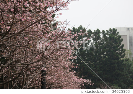 Cherry blossoms closeup in the park outdoor 34625503
