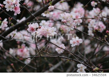 Cherry blossoms closeup in the park outdoor 34625504