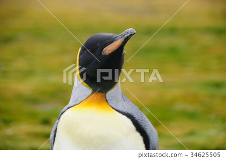 King Penguins on Salisbury plains King Penguins on Salisbury plains 34625505