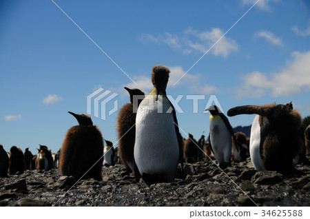 King Penguins on Salisbury plains 34625588