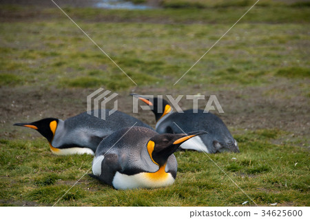 King Penguins on Salisbury plains King Penguins on Salisbury plains 34625600